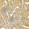 Ubiquitin-conjugating enzyme E2 Z antibody, A7225, ABclonal Technology, Immunohistochemistry paraffin image 