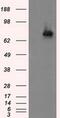 Acyl-CoA Synthetase Bubblegum Family Member 1 antibody, MA5-25104, Invitrogen Antibodies, Western Blot image 