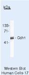 Fizzy And Cell Division Cycle 20 Related 1 antibody, NBP2-22103, Novus Biologicals, Western Blot image 