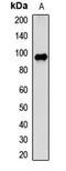 Programmed Cell Death 6 Interacting Protein antibody, orb412079, Biorbyt, Western Blot image 