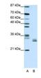Chloride Intracellular Channel 5 antibody, orb324599, Biorbyt, Western Blot image 