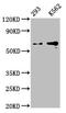 Glypican 3 antibody, CSB-RA009705A0HU, Cusabio, Western Blot image 