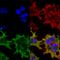 ATP Binding Cassette Subfamily C Member 8 antibody, SMC-432D-A633, StressMarq, Immunofluorescence image 