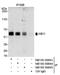 Abl Interactor 1 antibody, NB100-59843, Novus Biologicals, Immunoprecipitation image 