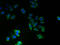 Transmembrane Protein 14A antibody, A61366-100, Epigentek, Immunofluorescence image 