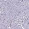 Solute Carrier Family 35 Member B1 antibody, PA5-63439, Invitrogen Antibodies, Immunohistochemistry frozen image 
