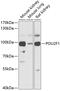 POU Class 2 Homeobox 1 antibody, 15-045, ProSci, Western Blot image 