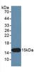 Inhibin Subunit Beta C antibody, LS-C690758, Lifespan Biosciences, Western Blot image 