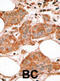BCL2 Like 14 antibody, abx027172, Abbexa, Immunohistochemistry frozen image 