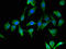 Tetraspanin 8 antibody, A63724-100, Epigentek, Immunofluorescence image 
