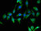 Tetraspanin-8 antibody, A63724-100, Epigentek, Immunofluorescence image 