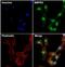 Bone Morphogenetic Protein Receptor Type 2 antibody, MA5-15827, Invitrogen Antibodies, Immunofluorescence image 