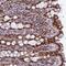 Family With Sequence Similarity 118 Member B antibody, NBP1-93959, Novus Biologicals, Immunohistochemistry frozen image 