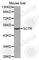 Secretin Receptor antibody, A3125, ABclonal Technology, Western Blot image 