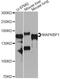 Mitogen-Activated Protein Kinase Binding Protein 1 antibody, LS-C747671, Lifespan Biosciences, Western Blot image 