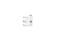 Troponin I1, Slow Skeletal Type antibody, H00007138-B01P, Novus Biologicals, Western Blot image 