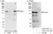 Ring Finger And CCCH-Type Domains 1 antibody, A300-514A, Bethyl Labs, Immunoprecipitation image 