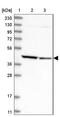 Aminoacylase 1 antibody, NBP2-14261, Novus Biologicals, Western Blot image 