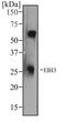 Epstein-Barr Virus Induced 3 antibody, NBP2-03940, Novus Biologicals, Western Blot image 