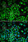 HCLS1 Associated Protein X-1 antibody, A5551, ABclonal Technology, Immunofluorescence image 