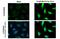 Nuclear Factor, Erythroid 2 Like 2 antibody, GTX635826, GeneTex, Immunocytochemistry image 