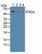 Vanin 1 antibody, LS-C296936, Lifespan Biosciences, Western Blot image 