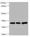 Heterogeneous Nuclear Ribonucleoprotein A0 antibody, orb352901, Biorbyt, Western Blot image 
