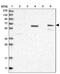 Ral GEF With PH Domain And SH3 Binding Motif 2 antibody, PA5-55522, Invitrogen Antibodies, Western Blot image 