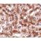 CUE Domain Containing 1 antibody, LS-C82861, Lifespan Biosciences, Immunohistochemistry frozen image 