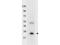 Interleukin 32 antibody, A03286-1, Boster Biological Technology, Western Blot image 