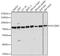 Sodium/nucleoside cotransporter 2 antibody, 16-422, ProSci, Western Blot image 