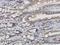 Trans-Golgi Network Protein 2 antibody, H00010618-M02, Novus Biologicals, Immunohistochemistry paraffin image 