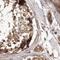 Nucleoporin 43 antibody, NBP1-88791, Novus Biologicals, Immunohistochemistry paraffin image 
