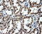 Fumarylacetoacetate Hydrolase Domain Containing 2A antibody, LS-C114993, Lifespan Biosciences, Immunohistochemistry frozen image 