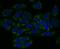 Three Prime Repair Exonuclease 1 antibody, NBP2-76875, Novus Biologicals, Immunofluorescence image 