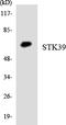 Serine/Threonine Kinase 39 antibody, LS-C200734, Lifespan Biosciences, Western Blot image 