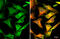 Folate Receptor Alpha antibody, GTX134660, GeneTex, Immunofluorescence image 