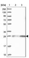 NSE1 Homolog, SMC5-SMC6 Complex Component antibody, NBP1-92201, Novus Biologicals, Western Blot image 