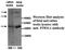 Piwi-like protein 1 antibody, MBS415510, MyBioSource, Western Blot image 