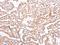 Ephrin A1 antibody, orb518870, Biorbyt, Immunohistochemistry frozen image 