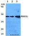 Mas-related G-protein coupled receptor MRG antibody, LS-C411791, Lifespan Biosciences, Western Blot image 