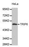 Thyroid Hormone Receptor Interactor 6 antibody, abx002381, Abbexa, Western Blot image 