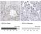 Testis Expressed 12 antibody, NBP1-90989, Novus Biologicals, Immunohistochemistry paraffin image 