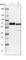 TNF Receptor Associated Factor 6 antibody, HPA019805, Atlas Antibodies, Western Blot image 