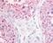 G Protein-Coupled Receptor 68 antibody, 48-238, ProSci, Immunohistochemistry paraffin image 