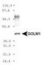 Golgi Membrane Protein 1 antibody, PA5-23076, Invitrogen Antibodies, Western Blot image 