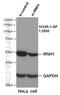 Ribonuclease H1 antibody, 10345-1-AP, Proteintech Group, Western Blot image 