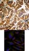 SRBP1 antibody, 79-355, ProSci, Immunohistochemistry frozen image 