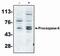 Caspase 6 antibody, MA1-12558, Invitrogen Antibodies, Western Blot image 