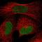 PPIase antibody, NBP1-85360, Novus Biologicals, Immunofluorescence image 